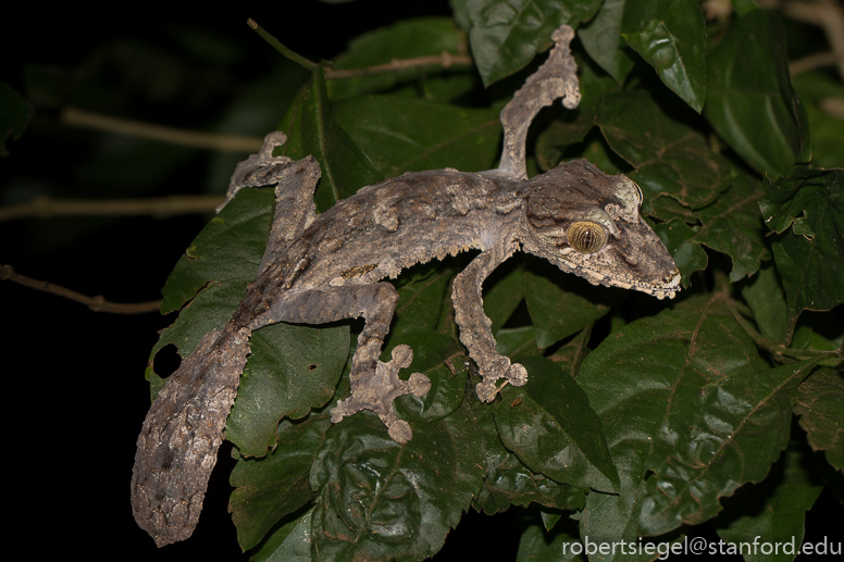 leaf-tailed gecko